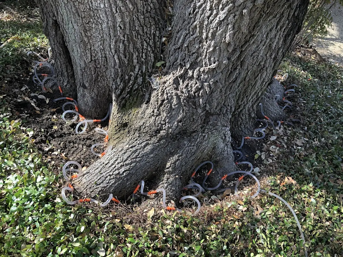 Detailed Tree Cabling and Bracing job site in Missouri City