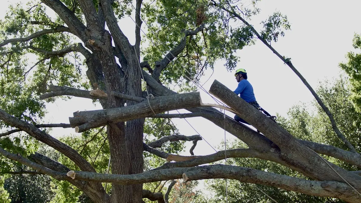 Professional Crown Thinning performed by certified arborists in Missouri City