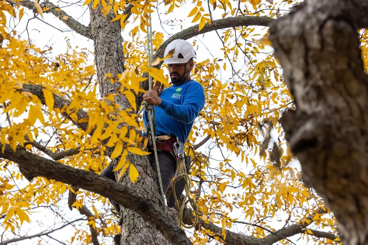 Skilled Tree Trimming crew working in Missouri City