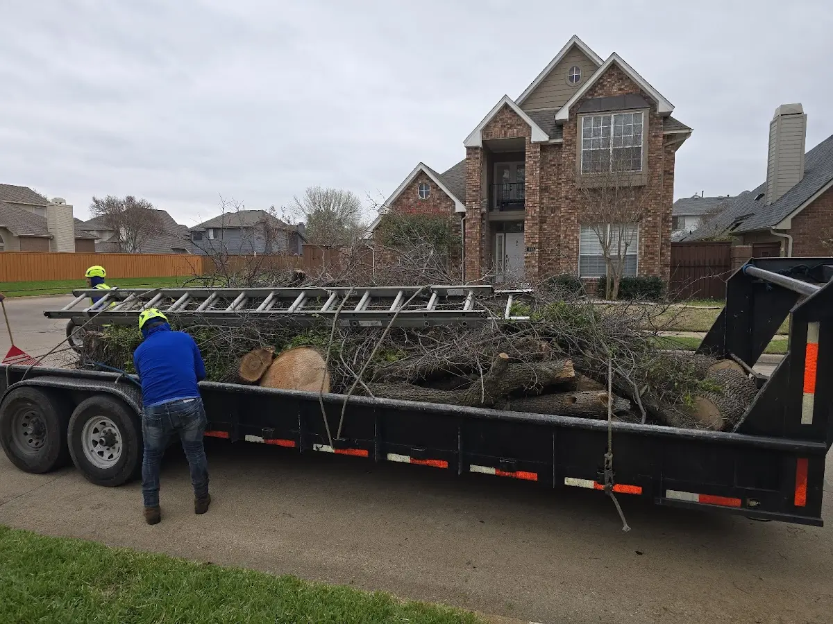 Expert Tree Removal with proper safety equipment in Missouri City